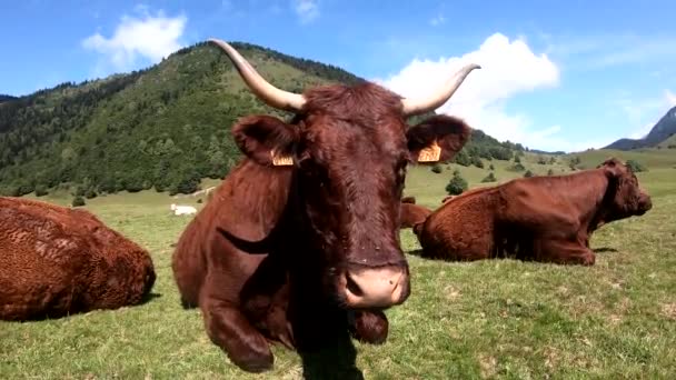 Kuh Auf Der Bergwiese Französische Pyrenäen Bär — Stockvideo