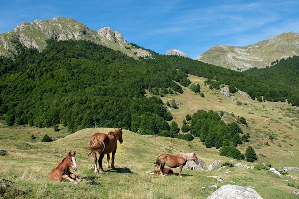 Dağlarda otlakta otlayan atlar — Stok fotoğraf