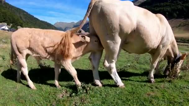 Cow Calf Small Calf Drinks Cow Milk — Stock Video