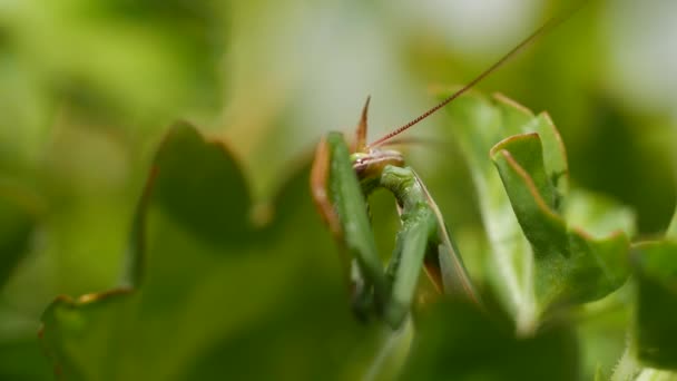 Primer Plano Mantis Orante — Vídeos de Stock