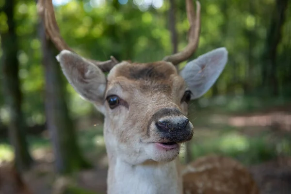 Detail hlavy mladého jelena — Stock fotografie