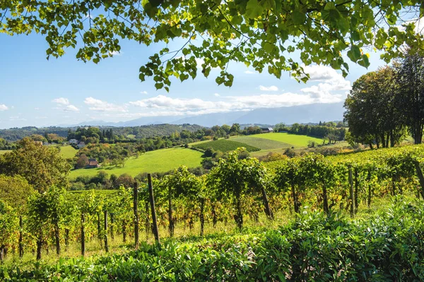 Vinice Jurancon vína ve francouzských Pyrenejích — Stock fotografie