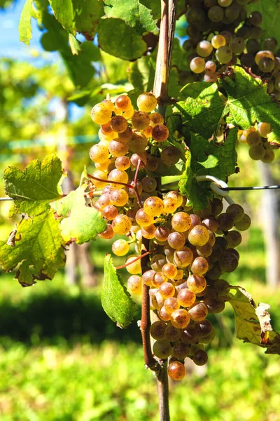 Szőlő Jurancon bor Délnyugat-Franciaországban — Stock Fotó