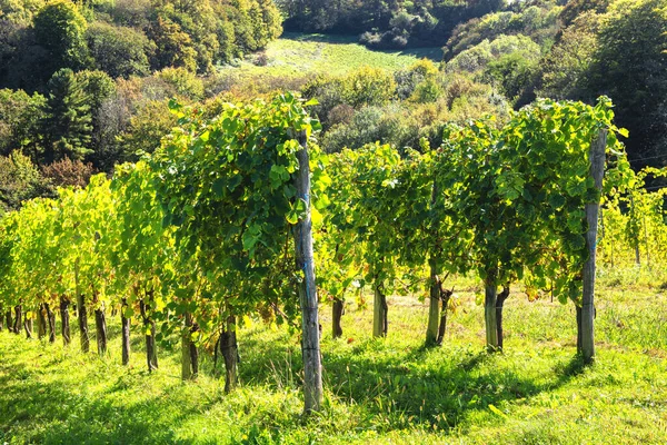 Vingården av Södertälje vinet i franska Pyrenéerna — Stockfoto