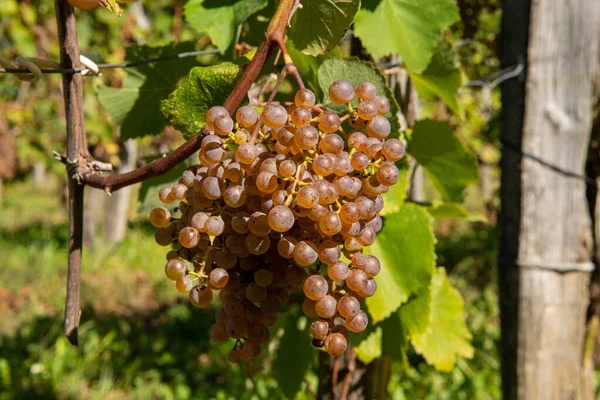 Szőlő Jurancon bor Délnyugat-Franciaországban — Stock Fotó