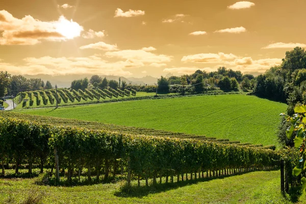 Vingården av Södertälje vinet i franska Pyrenéerna — Stockfoto