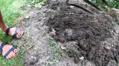 Bahçe aletleri olan bir kadın sebze bahçesinde çalışıyor..