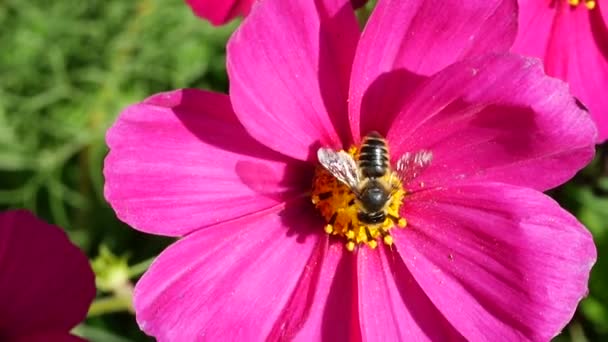 Foraging Honey Bees Cosmos Flower — Stock Video