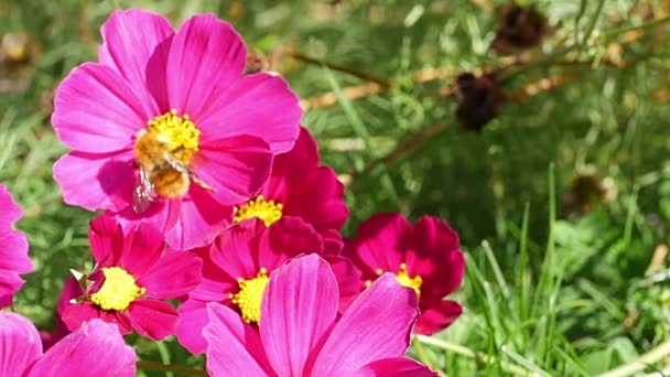 Alimentación Abejas Melíferas Flor Del Cosmos — Vídeo de stock