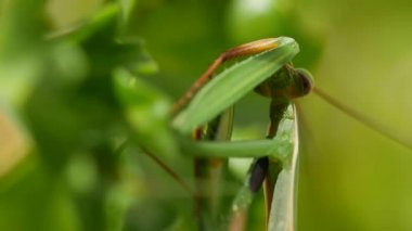 Peygamber Devesi'nin yakın çekim