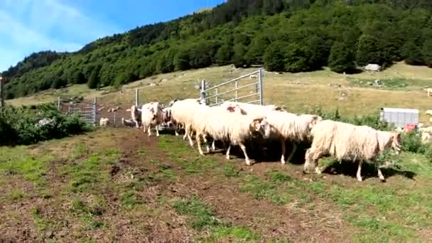 Troupeau Chèvres Dans Les Montagnes — Video