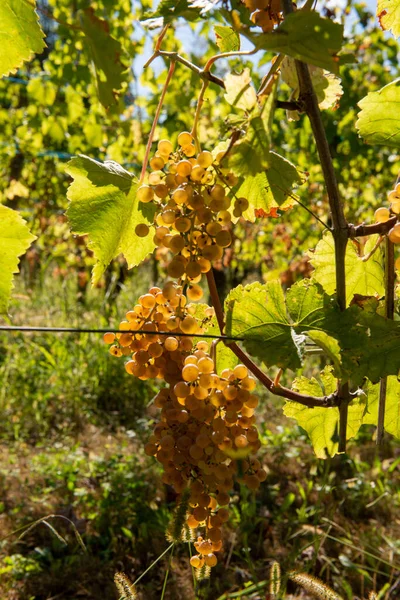 Uvas para vino Jurancon en el suroeste. Francia — Foto de Stock