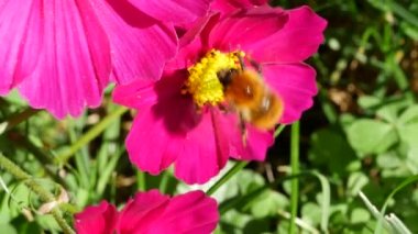 Bal arıları arıyor. Kozmos çiçeğinde