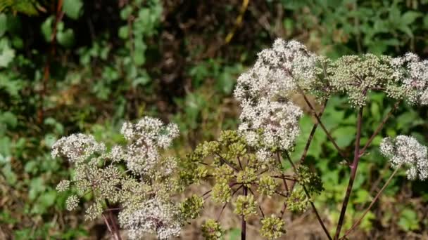 Insekter Födosöker Landsbygden — Stockvideo