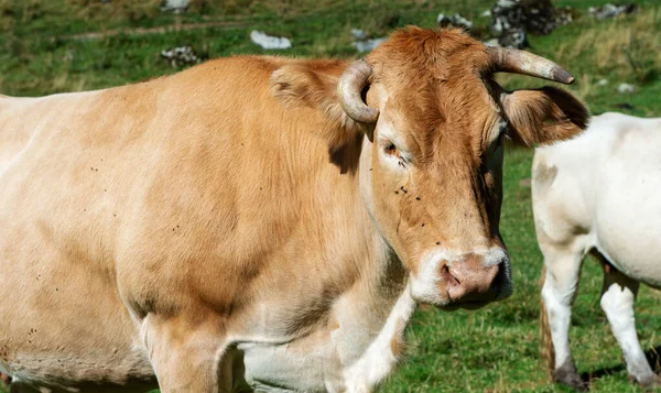 Vaca En el prado de montaña, Pirineos Franceses, Bearn — Foto de Stock
