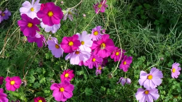 Kosmos Blommor Trädgården — Stockvideo