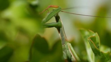 Peygamber Devesi'nin yakın çekim