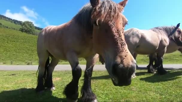 Cavalli Pascolo Nell Altopiano Del Benou Nei Pirenei Francesi — Video Stock