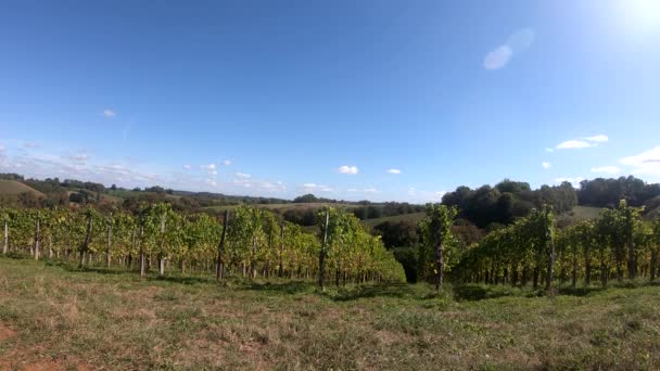 Vinha Vinho Jurancon Nos Pirenéus Franceses — Vídeo de Stock