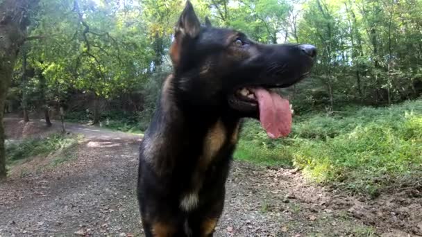 Portrait d'un chien berger allemand