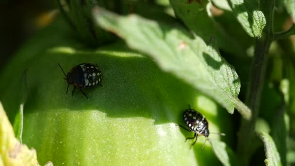 Coccinella Nera Gialla Foglia Verde — Video Stock