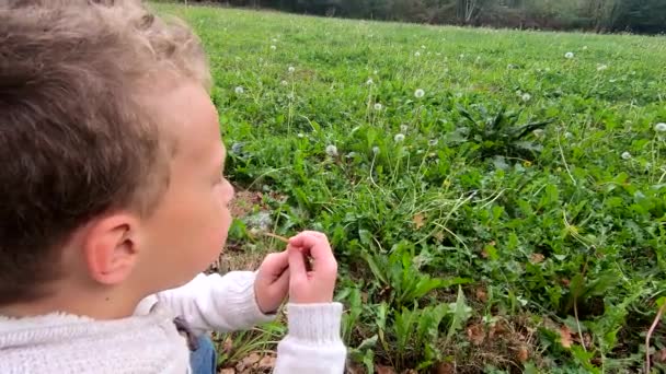 Young Boy Blowing Dandelion — Stock Video