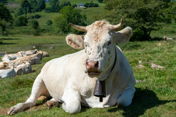 Cow In the mountain meadow, French Pyrenees, Bearn — Stock Photo, Image