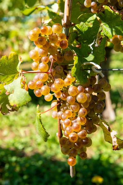 Raisins pour le vin Jurancon dans le sud-ouest de la France — Photo