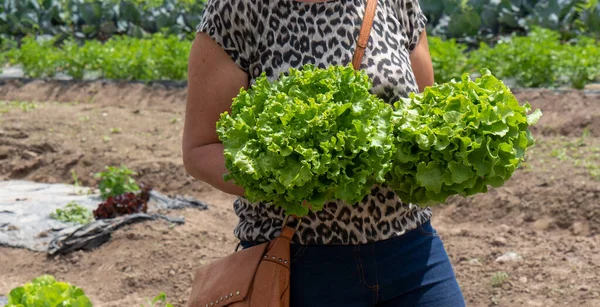 Una Mujer Recogiendo Ensalada Campo — Foto de Stock