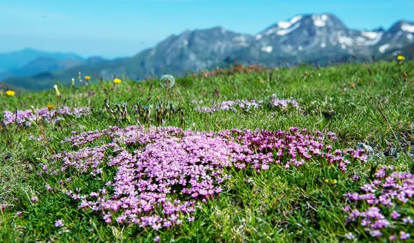 the beautiful small purple flowers in the mountain