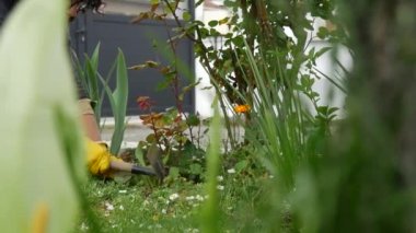 Yabani otları toplayan bir kadının yakın çekimi