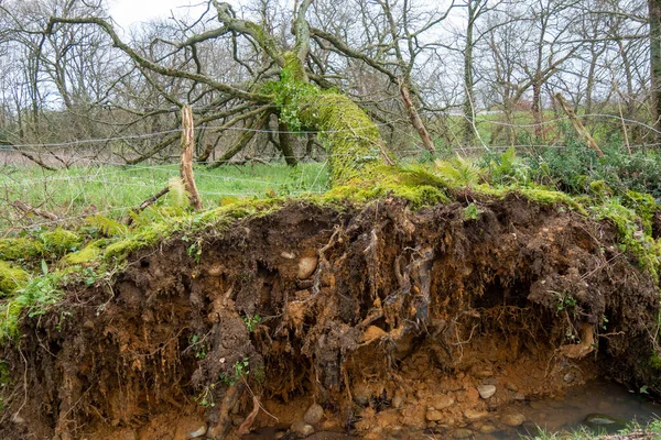 Raíz Árbol Desarraigado Por Viento — Foto de Stock