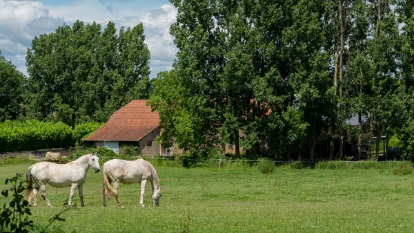 Δύο Λευκά Άλογα Βόσκουν Στο Βοσκότοπο — Φωτογραφία Αρχείου