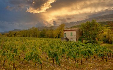 Fransa 'daki üzüm bağları, sonbahar, Drome, şarap Clairette de Die