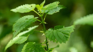 Vahşi doğada bir ısırgan otunun yakın çekimi