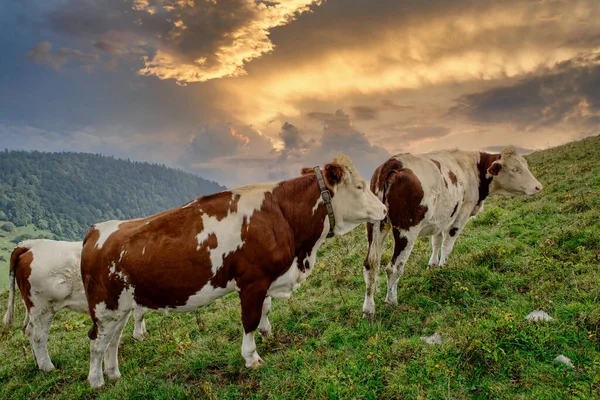 Vaches Blanches Brunes Dans Les Alpages — Photo
