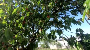 Yazın küçük bir rüzgarla kiraz ağacı