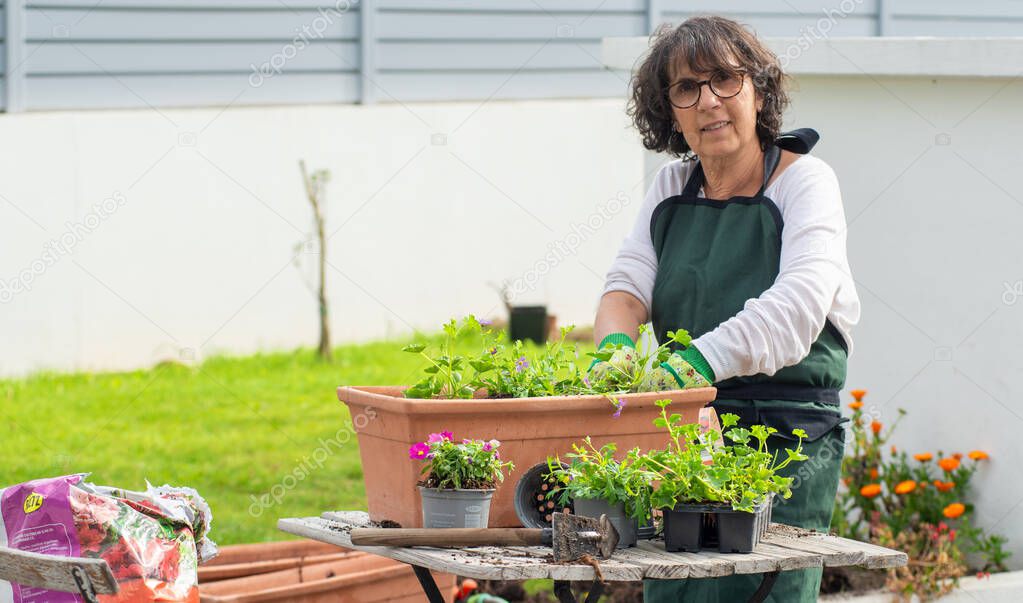 a mature woman potting flowers in the garden