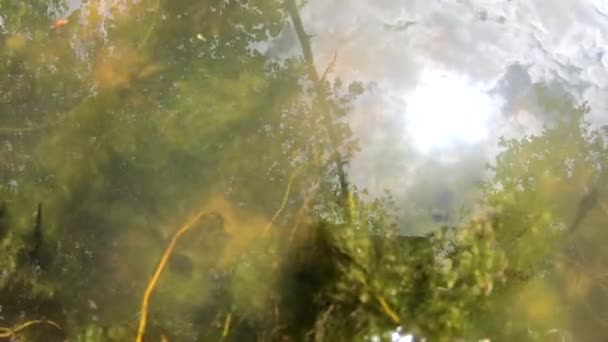 池塘里有许多标准杆 — 图库视频影像