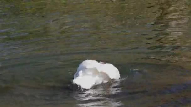 Duck Swims Pond — Stock Video