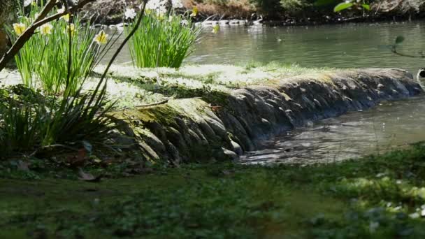 Zeitlupe Von Enten Schwimmt Auf Dem Teich — Stockvideo