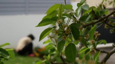 Bahçeyle uğraşan bir kadın, ön planda çiçek açan bir armut ağacı.