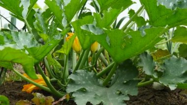 Bahçede kabak bitkisi