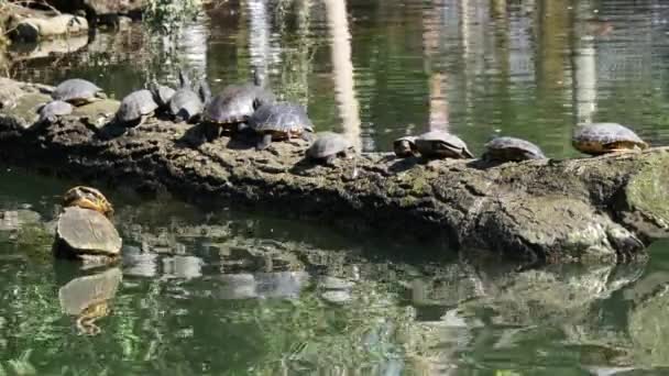 海龟沐浴在阳光下 — 图库视频影像
