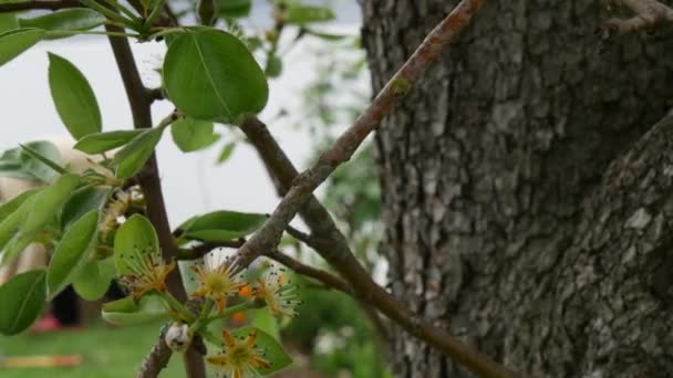 一个女人在园艺 梨树盛开的前景 — 图库视频影像