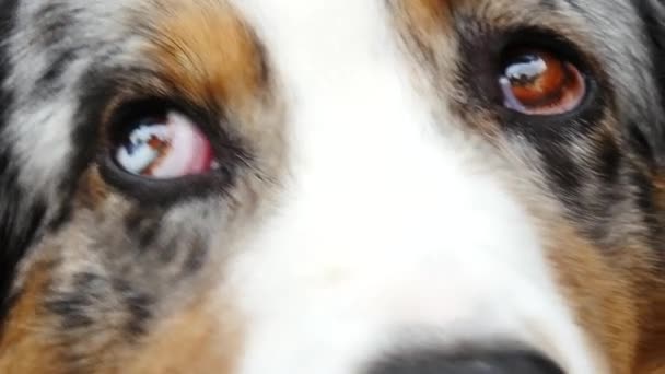 Hund Mit Verschieden Farbigen Augen — Stockvideo