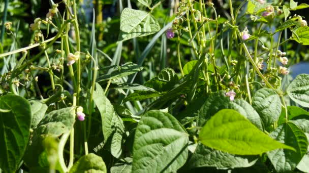 Planta Frijol Verde Jardín — Vídeos de Stock