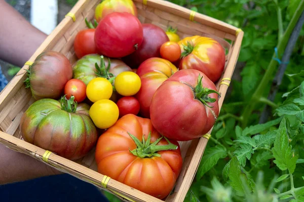 Kleurrijke Tomaten Van Verschillende Grootte Soorten Tuin — Stockfoto