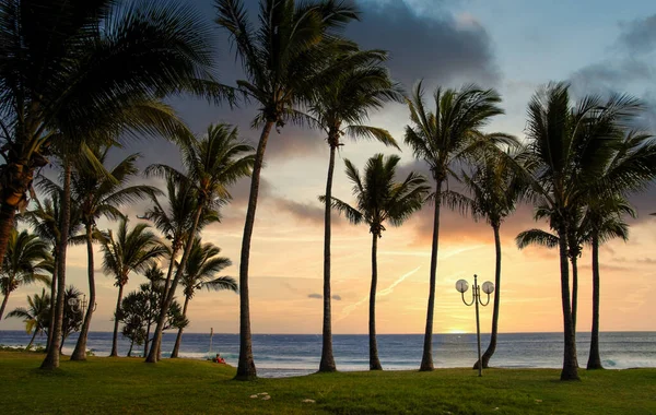 Palm Trees Sunset Blue Sky Backlight — Stock Photo, Image