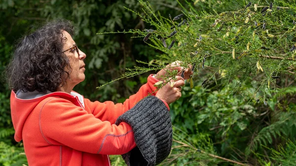 Una Mujer Madura Recogiendo Bayas Setos — Foto de Stock